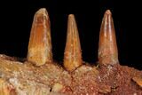 Spinosaurus Jaw Section - Composite Teeth #110475-3
